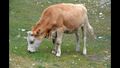 Cow.Irkutsk.jpg